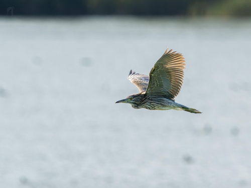 Black-crowned Night Heron