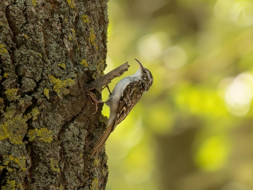 Eurasian Treecreeper