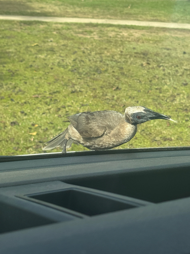 Helmeted Friarbird