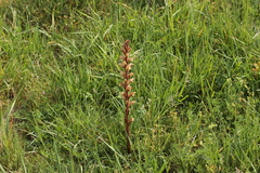 Orobanche lutea