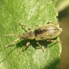 Phyllobius betulinus