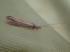 Athripsodes aterrimus