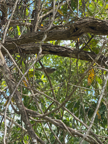 White-gaped Honeyeater