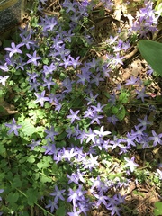 Campanula poscharskyana