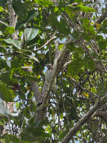 Australasian Figbird