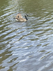 Branta canadensis