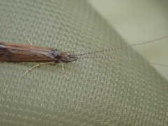 Athripsodes aterrimus