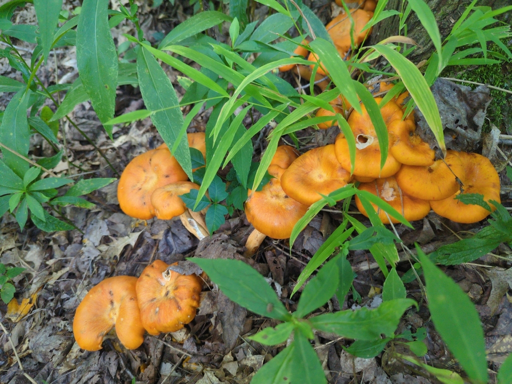 Eastern American jack-o'-lantern · August 2026 · photo: Photo: no rights reserved · iNaturalist