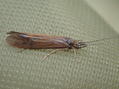 Athripsodes aterrimus