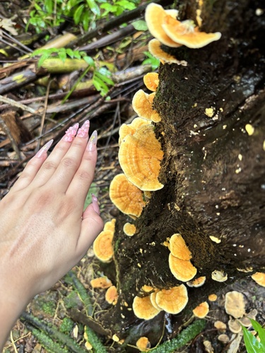 Rigidoporus microporus observed 2026-08-17