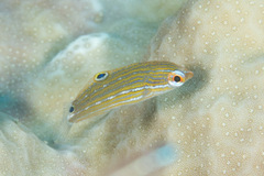 Halichoeres leucurus