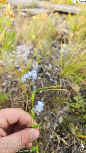 mountain forget-me-not