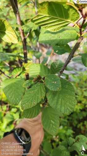 green alder