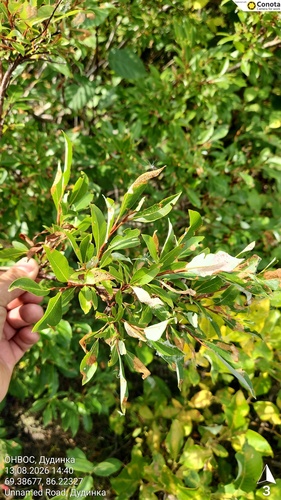 Tea-leaved Willow