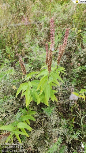 Long-leaved Speedwell