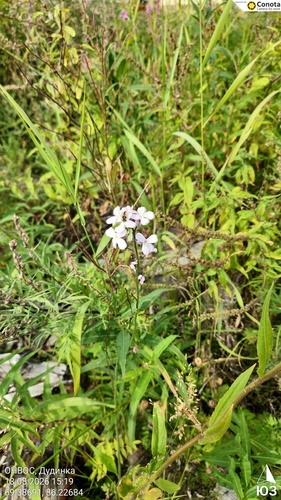Large-leaved Bittercress