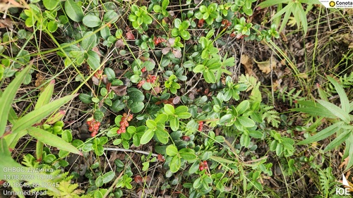Lingonberry