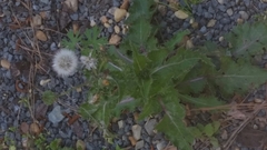 Taraxacum