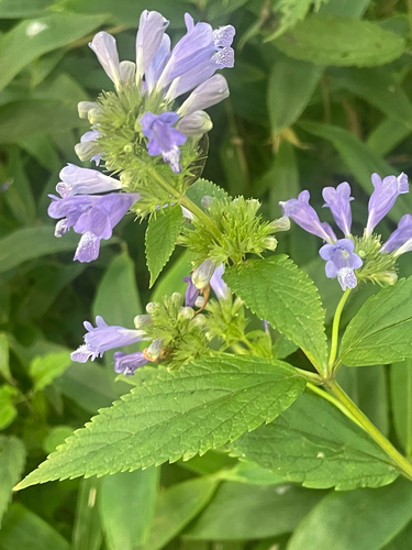 Nepeta subsessilis observed 2026-08-17