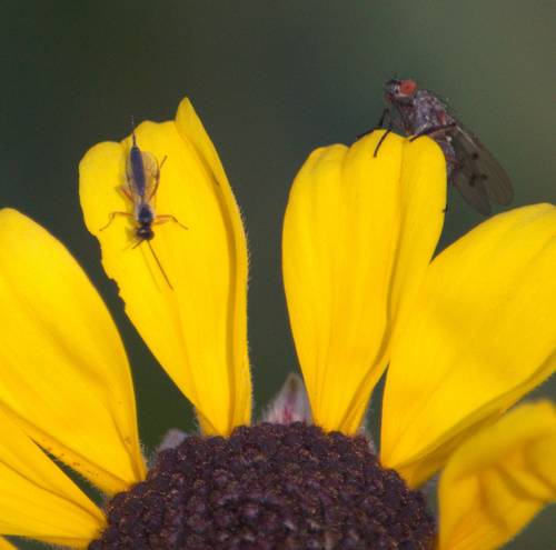 iNaturalist observation photo of Ichneumonid Wasps