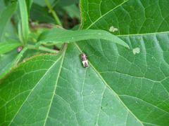 Rectiostoma xanthobasis