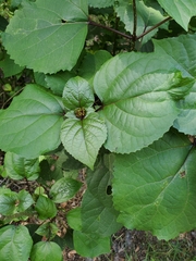 Clerodendrum bungei