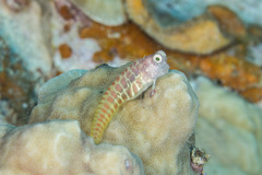 Salarias segmentatus