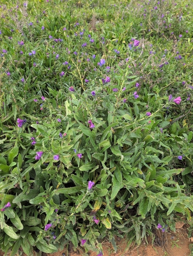 viper's-bugloss