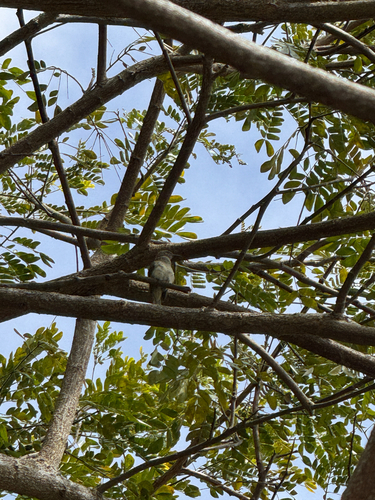 Brown Honeyeater