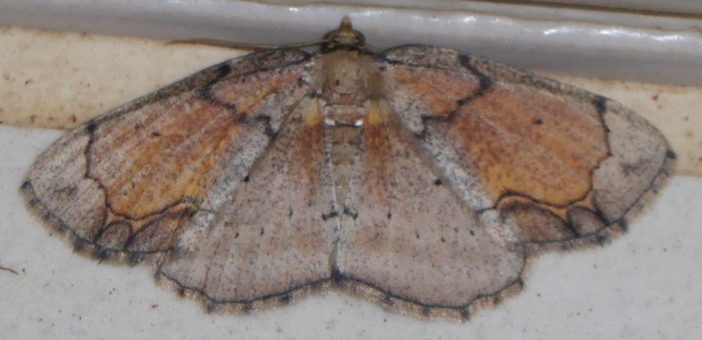 Eurytaphria