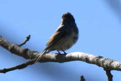 Passerina cyanea