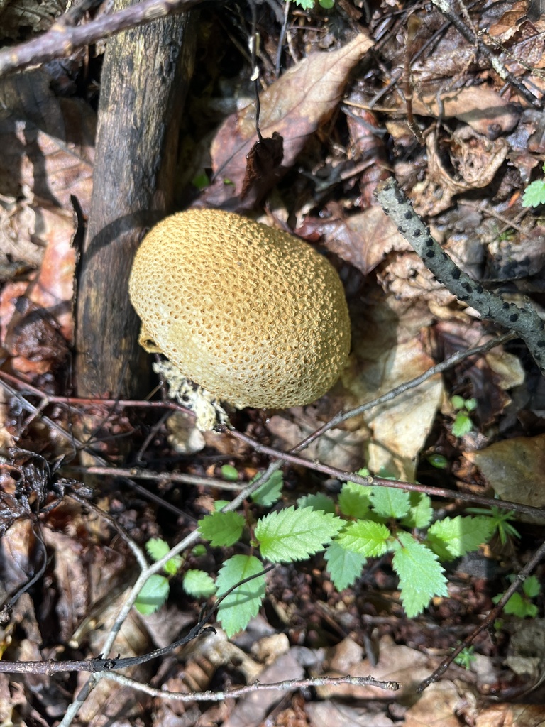 common earthball · August 2026 · photo: Photo: no rights reserved · iNaturalist