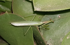 Miomantis paykullii