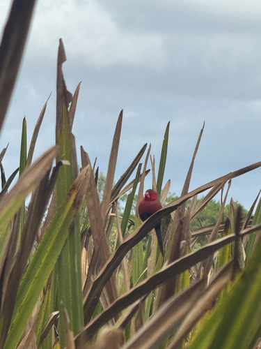 Crimson Finch