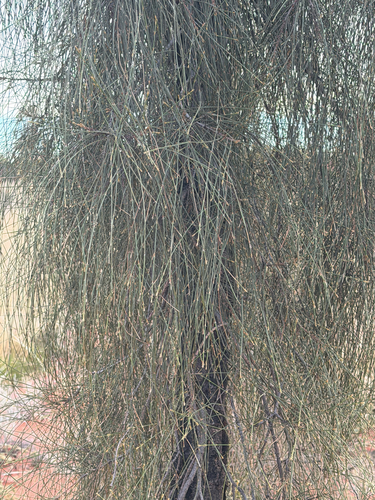 desert sheoak