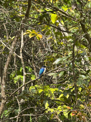 Forest Kingfisher