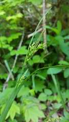 Carex hendersonii