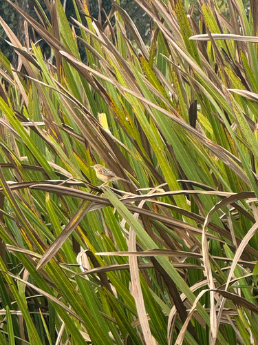 Golden-headed Cisticola