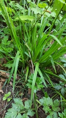 Carex hendersonii