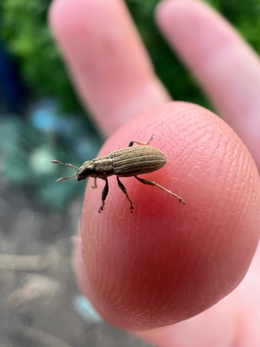 Pea Weevil