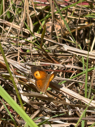 Orange Bushbrown