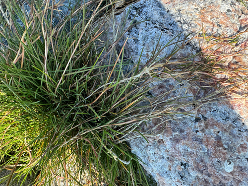 Puccinellia phryganodes, 2026-07-28