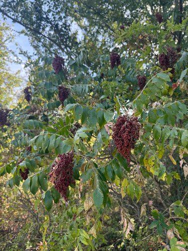 shining sumac