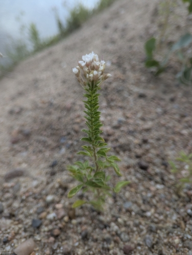 redwhisker clammyweed