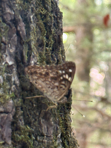 Hackberry Emperor