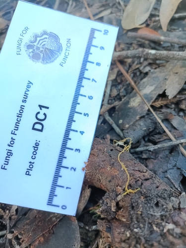 Rhizochaete filamentosa, 2026-08-16