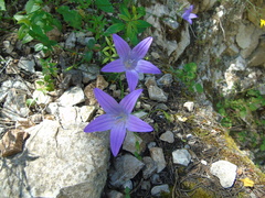 Campanula spatulata