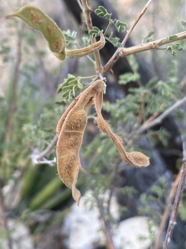 Mimosa emoryana