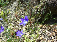Campanula ramosissima