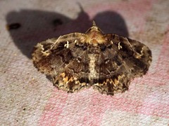 Pangrapta viridentata